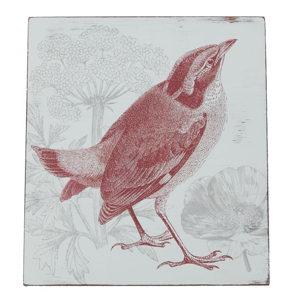 bird picture