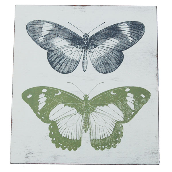 butterfly picture