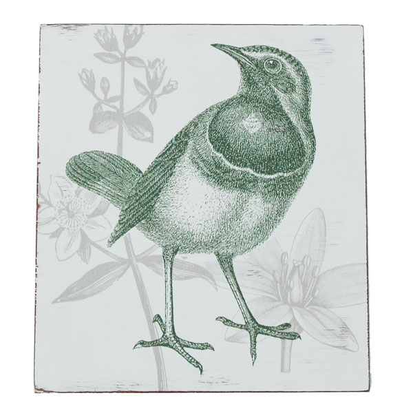 bird picture
