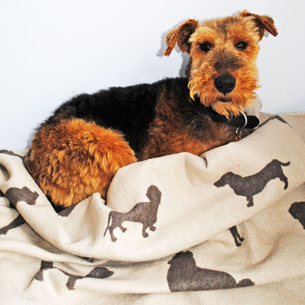 dog blanket