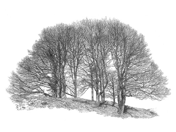 beech trees