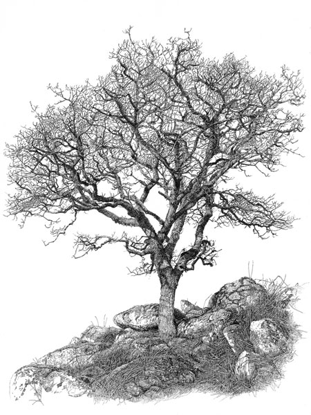 Dartmoor Oak